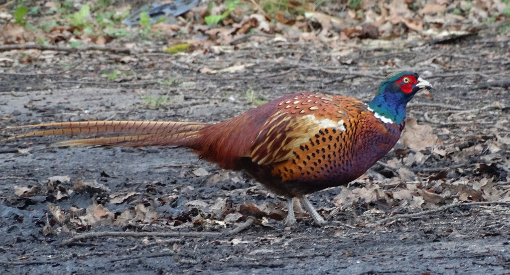 Bażant zwyczajny, bażant szlachetny, bażant (Phasianus colchicus)