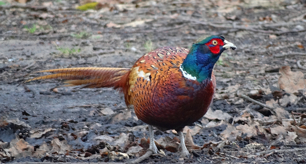 Bażant zwyczajny, bażant szlachetny, bażant (Phasianus colchicus)
