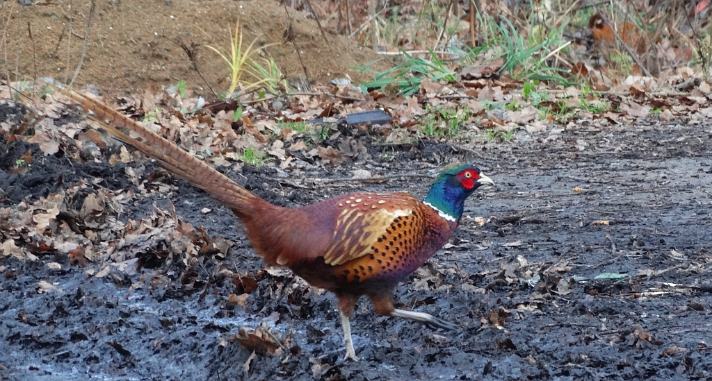 Bażant zwyczajny, bażant szlachetny, bażant (Phasianus colchicus)