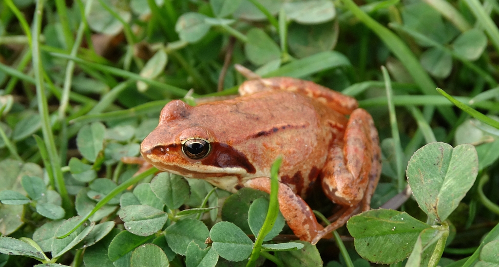 Żaba moczarowa (Rana arvalis)