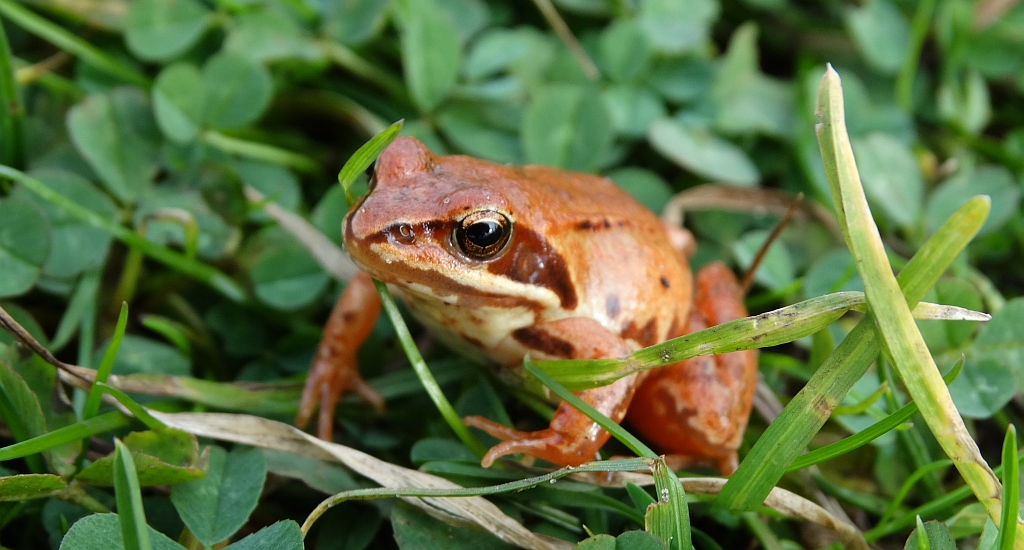 Żaba moczarowa (Rana arvalis)