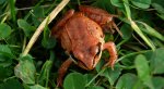 Żaba moczarowa (Rana arvalis)