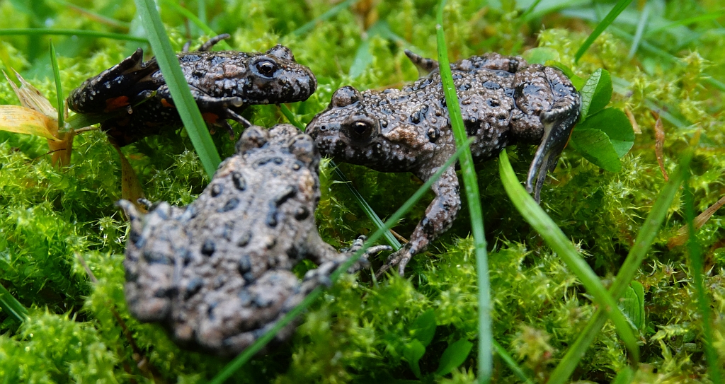 Kumak nizinny (Bombina bombina)
