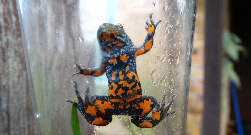 Kumak nizinny (Bombina bombina)