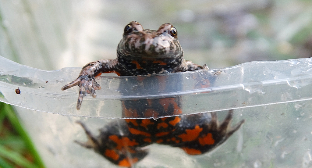Kumak nizinny (Bombina bombina)