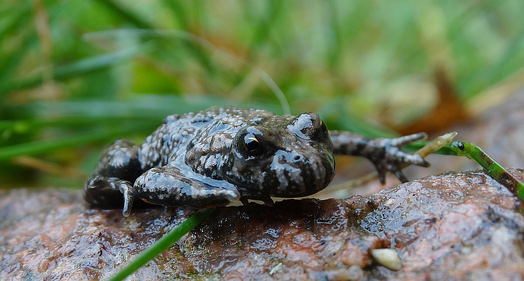 Kumak nizinny (Bombina bombina)