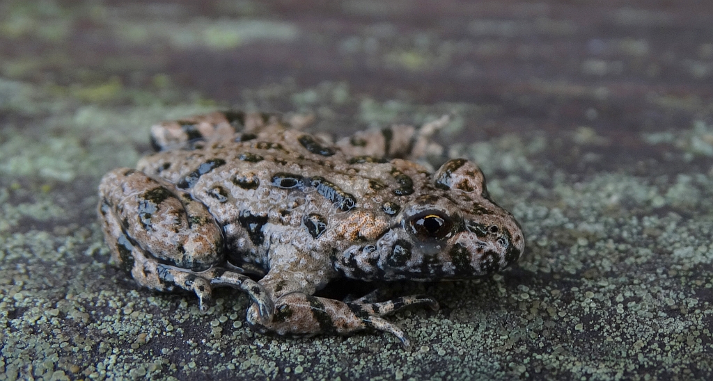 Kumak nizinny (Bombina bombina)