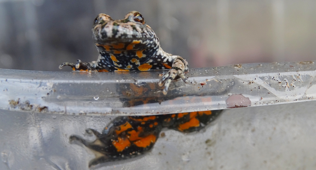Kumak nizinny (Bombina bombina)