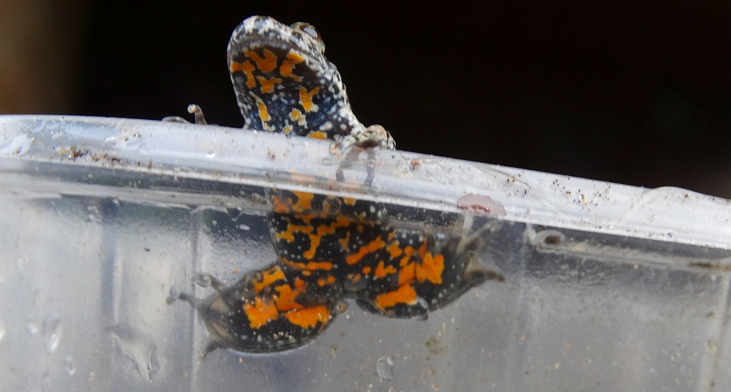 Kumak nizinny (Bombina bombina)