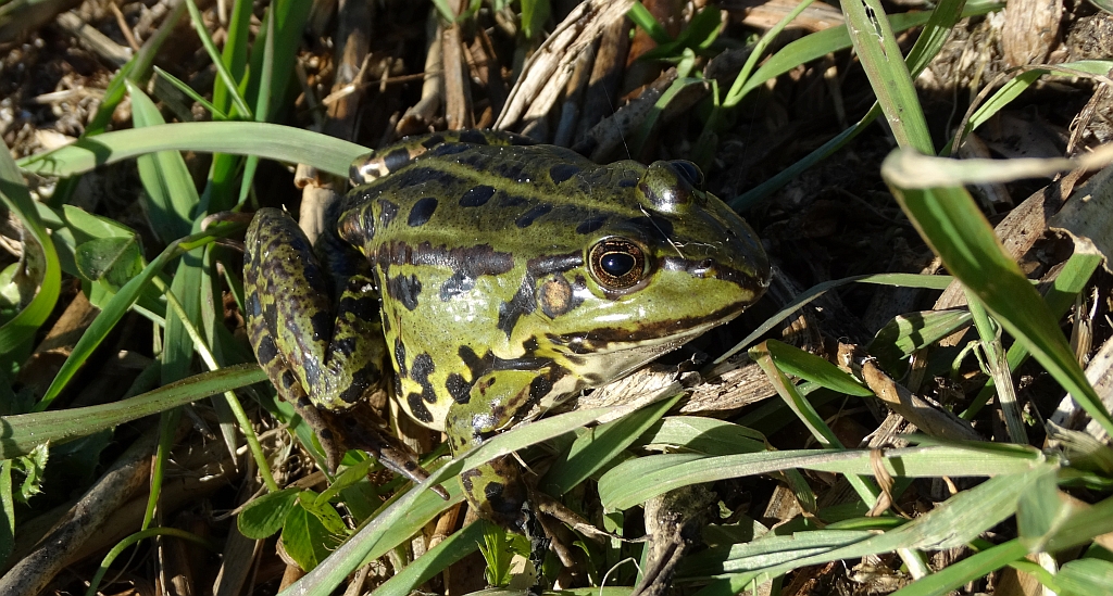Żaba śmieszka (Pelophylax ridibundus syn. Rana ridibunda)