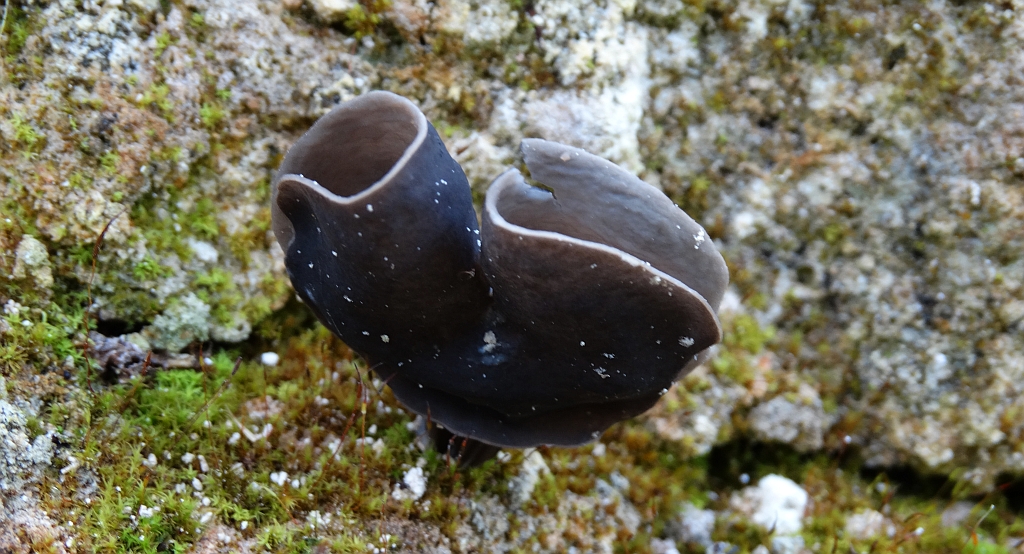 Siodłówka czarna (Helvella atra)