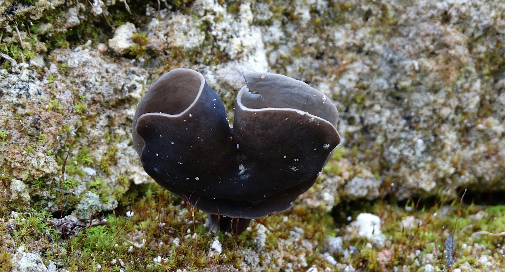 Siodłówka czarna (Helvella atra)