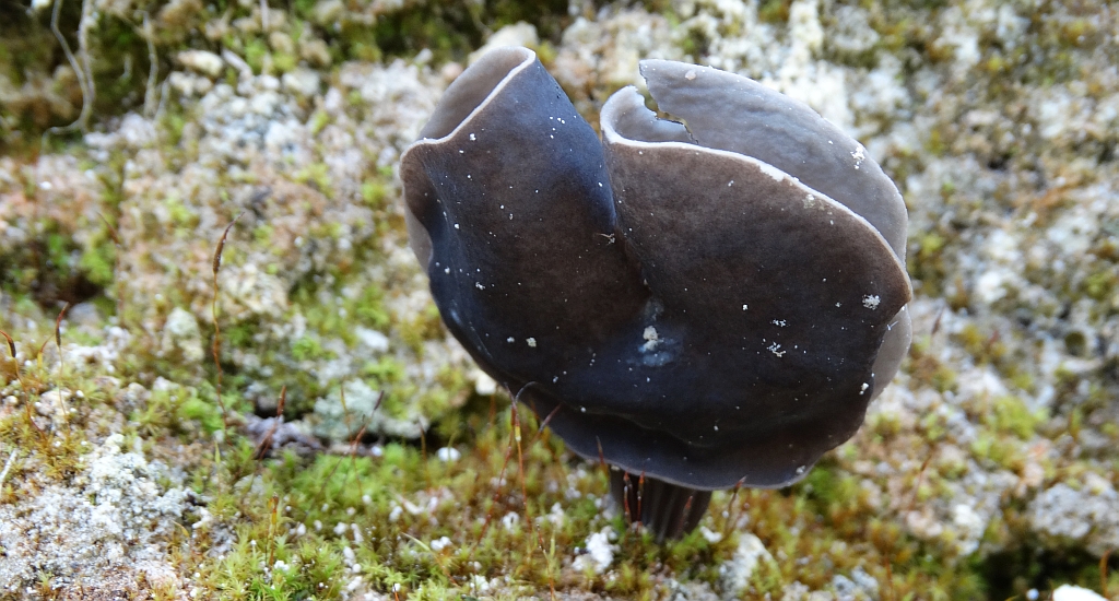 Siodłówka czarna (Helvella atra)