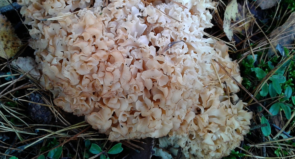 Szmaciak gałęzisty (Sparassis crispa)