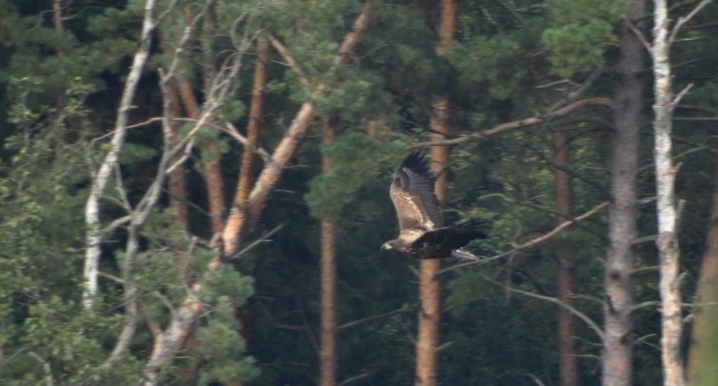 Bielik zwyczajny, bielik (Haliaeetus albicilla)