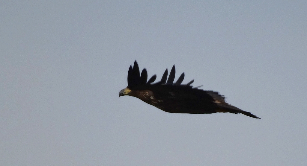 Bielik zwyczajny, bielik (Haliaeetus albicilla)