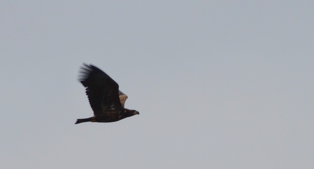 Bielik zwyczajny, bielik (Haliaeetus albicilla)