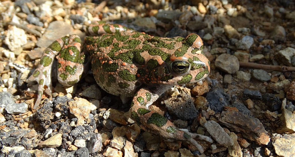 Ropucha zielona (Bufotes viridis)