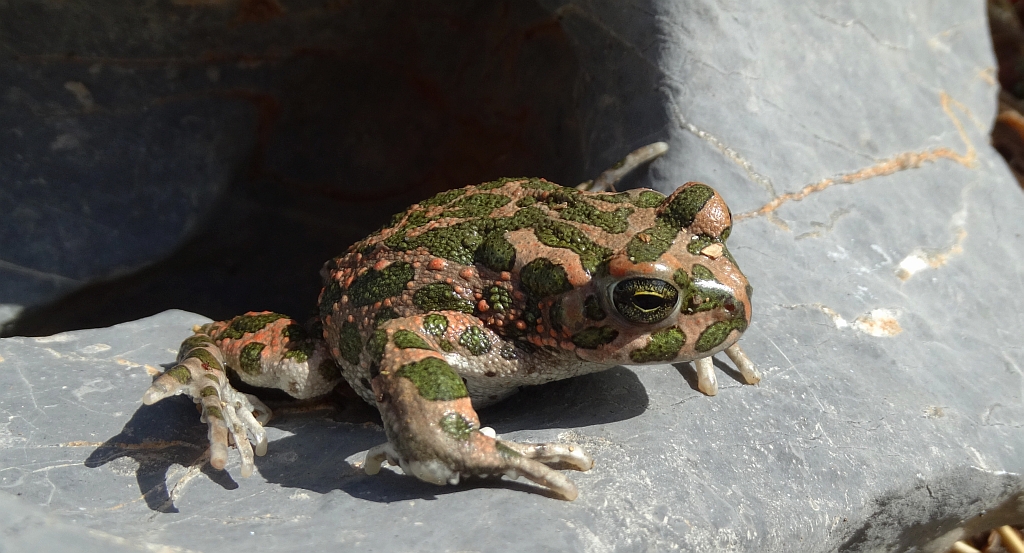 Ropucha zielona (Bufotes viridis)