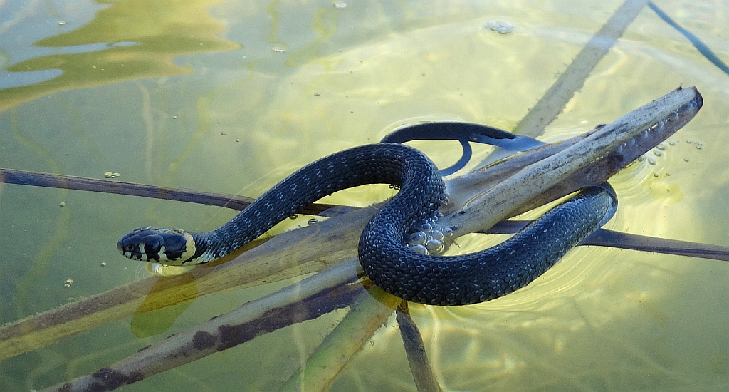 Zaskroniec zwyczajny (Natrix natrix)