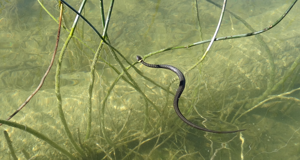 Zaskroniec zwyczajny (Natrix natrix)