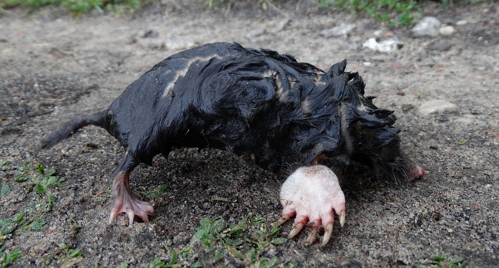 Kret europejski (Talpa europaea)