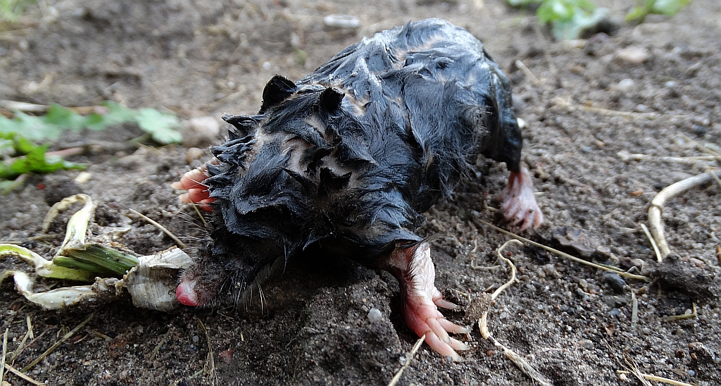 Kret europejski (Talpa europaea)