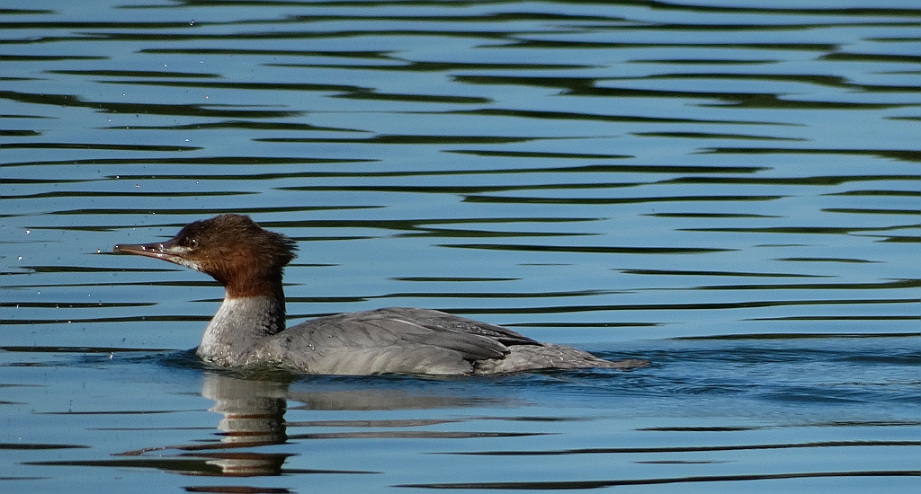 Tracz nurogęś (Mergus merganser)