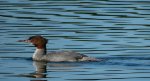 Tracz nurogęś (Mergus merganser)