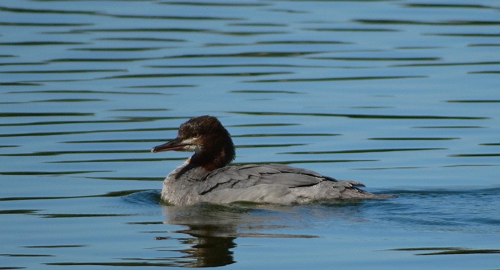 Tracz nurogęś (Mergus merganser)