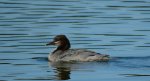 Tracz nurogęś (Mergus merganser)