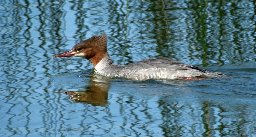 Tracz nurogęś (Mergus merganser)