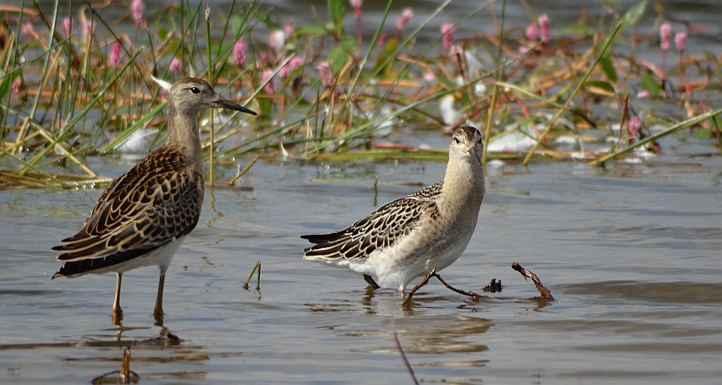 Batalion (Philomachus pugnax)