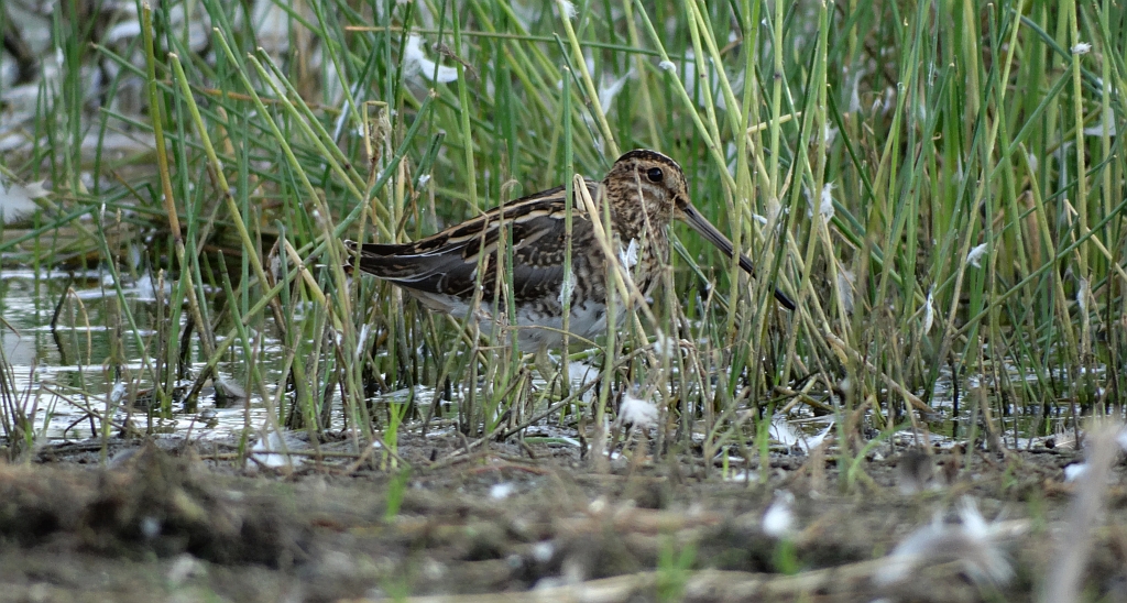 Bekas kszyk, kszyk (Gallinago gallinago)