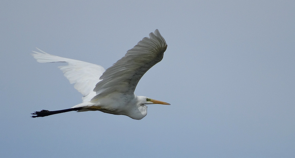 Czapla biała (Ardea alba)