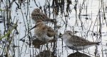 Biegus zmienny (Calidris alpina) i biegus malutki (Calidris minuta)