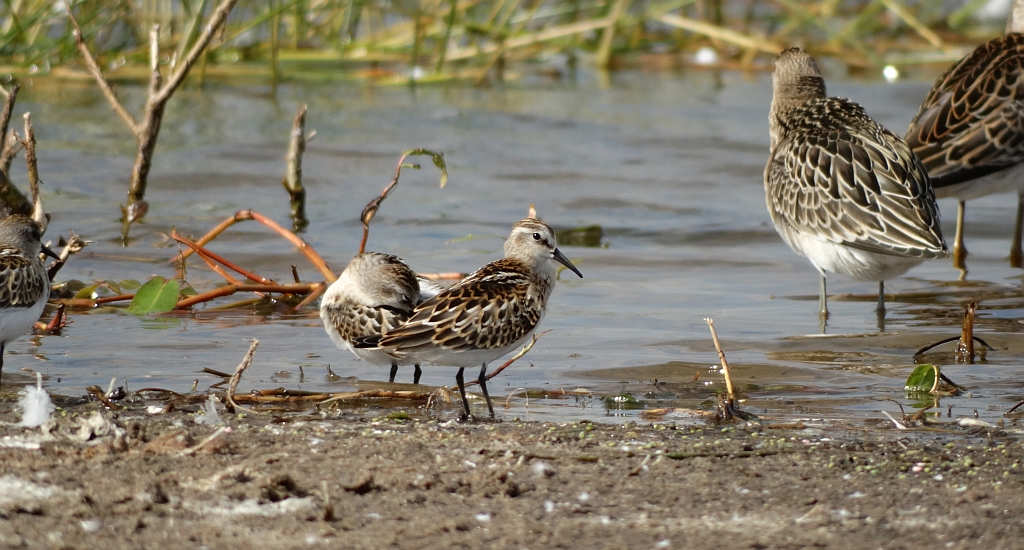 Biegus malutki (Calidris minuta)