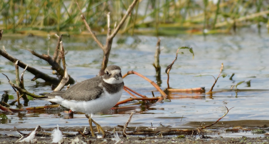 Sieweczka rzeczna (Charadrius dubius)