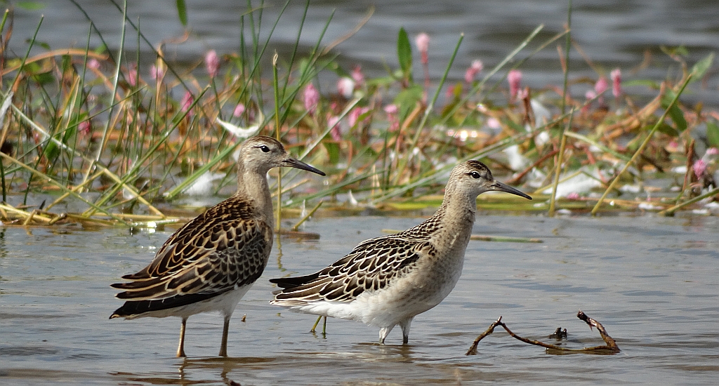 Batalion (Philomachus pugnax)