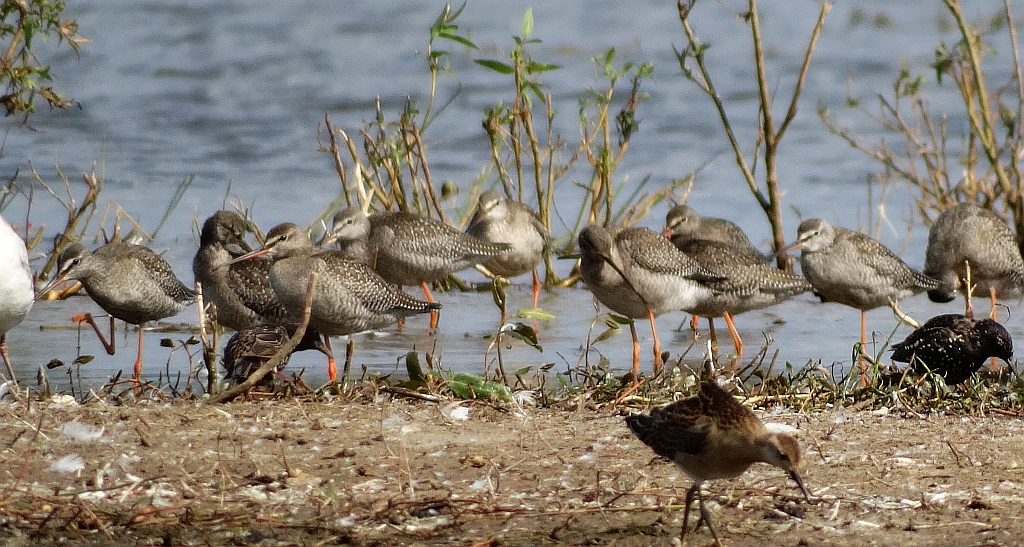 Brodziec śniady (Tringa erythropus)