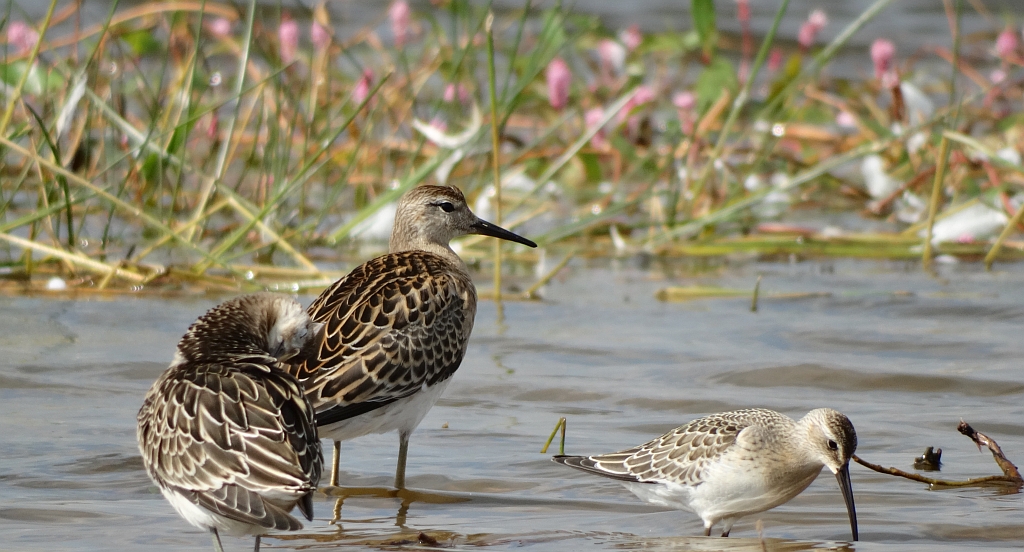Batalion (Philomachus pugnax) i biegus krzywodzioby (Calidris ferruginea)