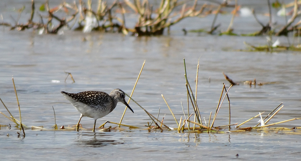 Łęczak, brodziec leśny, trawnik (Tringa glareola)