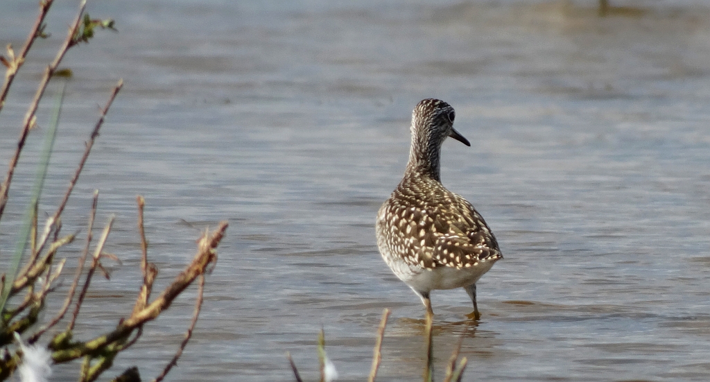 Łęczak, brodziec leśny, trawnik (Tringa glareola)