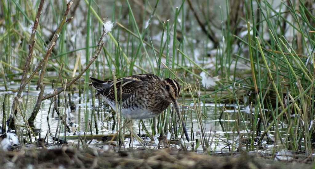 Bekas kszyk, kszyk (Gallinago gallinago)