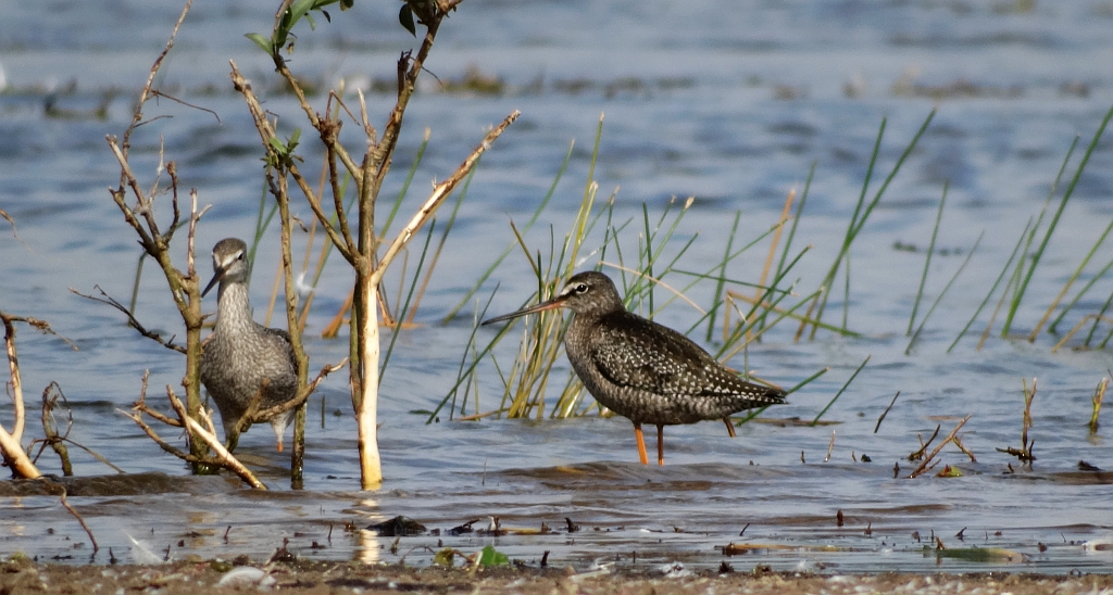 Brodziec śniady (Tringa erythropus)