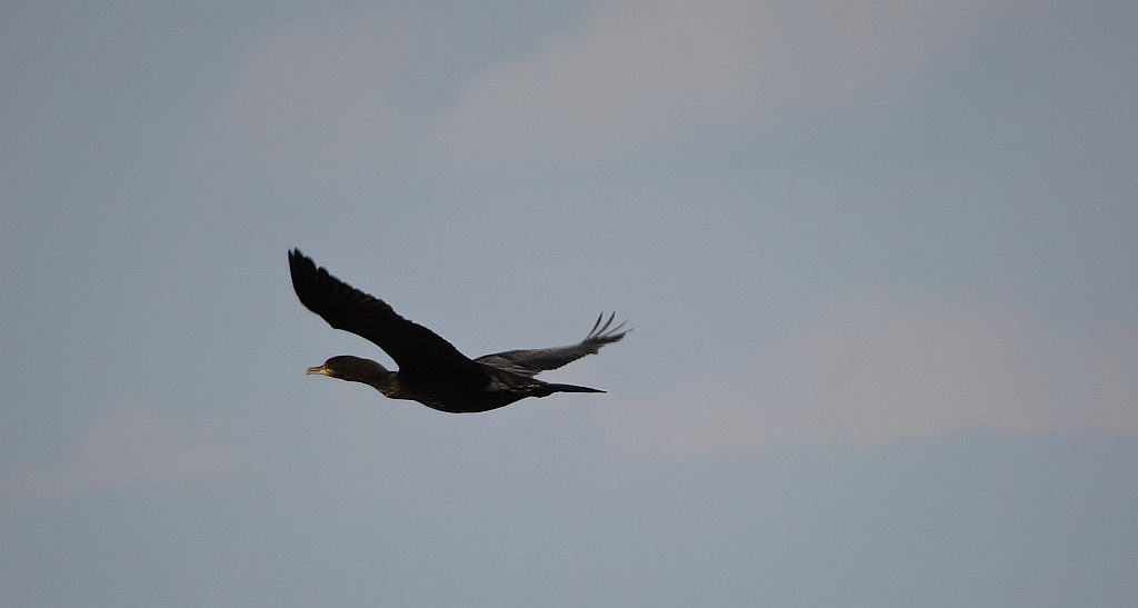 Kormoran zwyczajny, kormoran czarny (Phalacrocorax carbo)