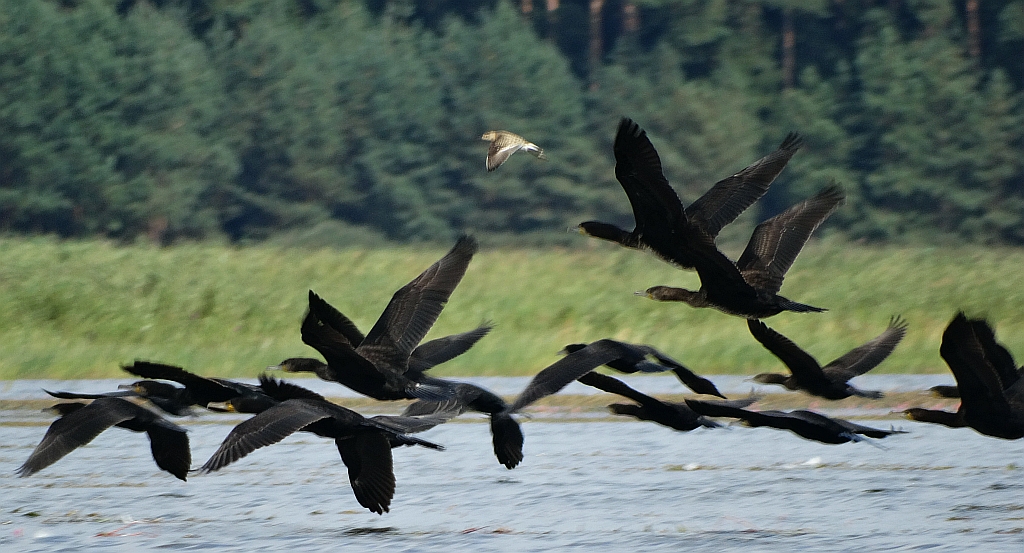 Kormoran zwyczajny, kormoran czarny (Phalacrocorax carbo)
