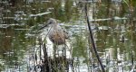 Biegus krzywodzioby (Calidris ferruginea)