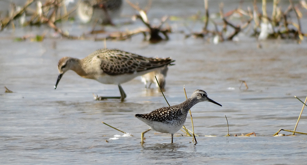 Łęczak, brodziec leśny, trawnik (Tringa glareola) i batalion, bojownik batalion, bojownik zmienny, biegus bojownik, bojownik odmienny (Philomachus pugnax)
