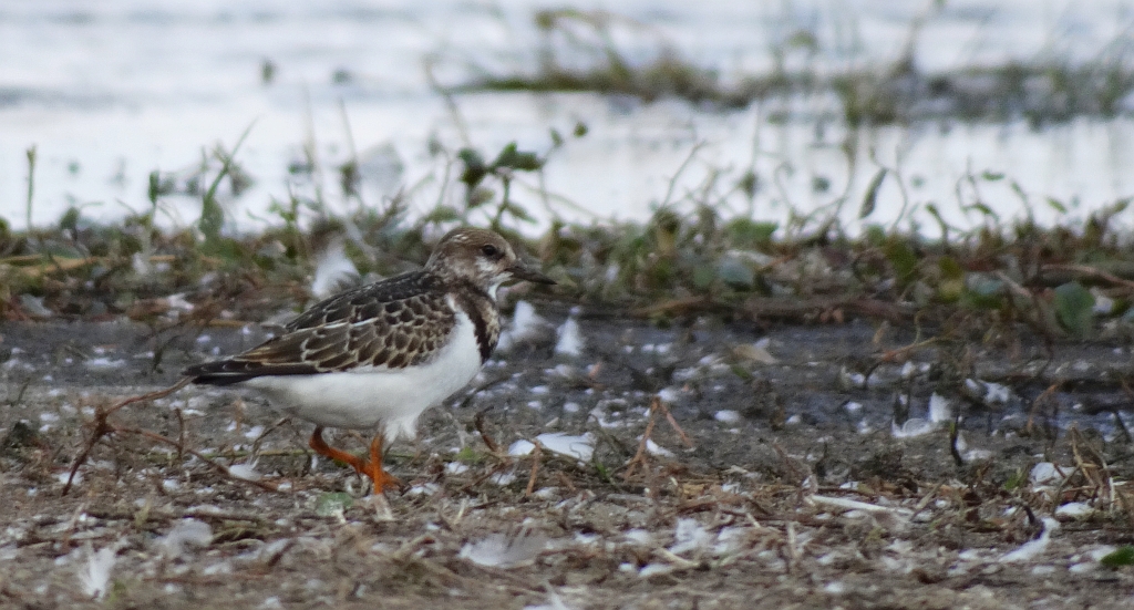 Kamusznik zwyczajny, kamusznik (Arenaria interpres)